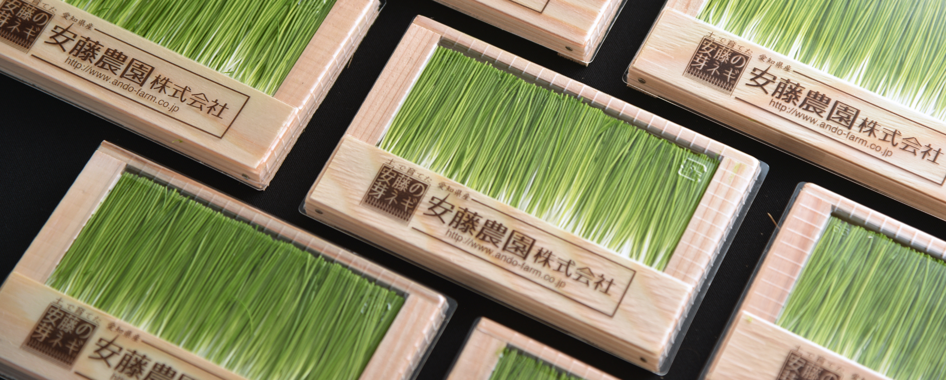 製品紹介 | 安藤農園 - 土で育てた安藤の芽ネギ